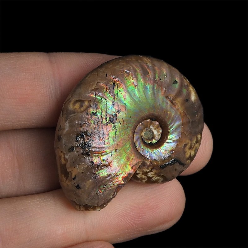AMONIT Z OPALIZUJĄCĄ SKORUPĄ - 40 mm - 110 MLN LAT - MADAGASKAR