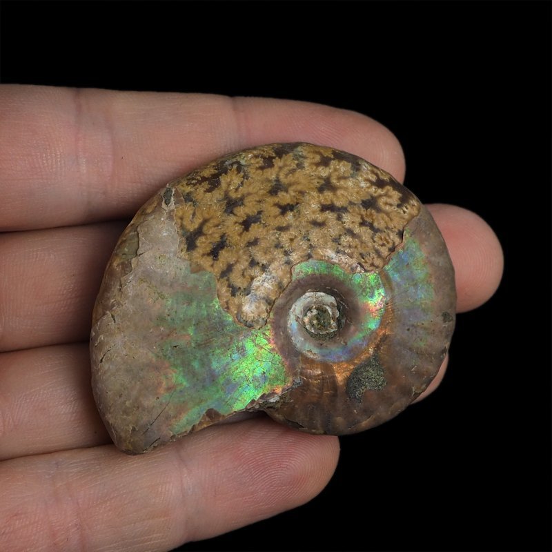 AMONIT Z OPALIZUJĄCĄ SKORUPĄ - 56 mm - 110 MLN LAT - MADAGASKAR