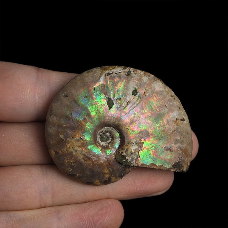 AMONIT Z OPALIZUJĄCĄ SKORUPĄ - 56 mm - 110 MLN LAT - MADAGASKAR