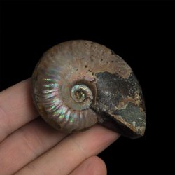 AMONIT Z OPALIZUJĄCĄ SKORUPĄ - 59 mm - 110 MLN LAT - MADAGASKAR