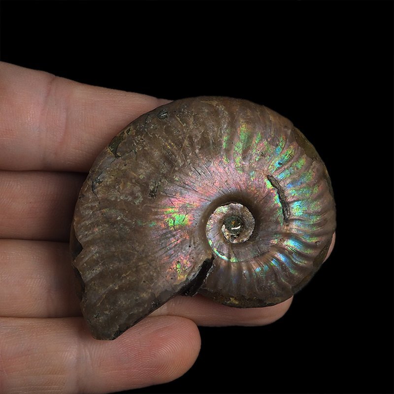 AMONIT Z OPALIZUJĄCĄ SKORUPĄ - 59 mm - 110 MLN LAT - MADAGASKAR