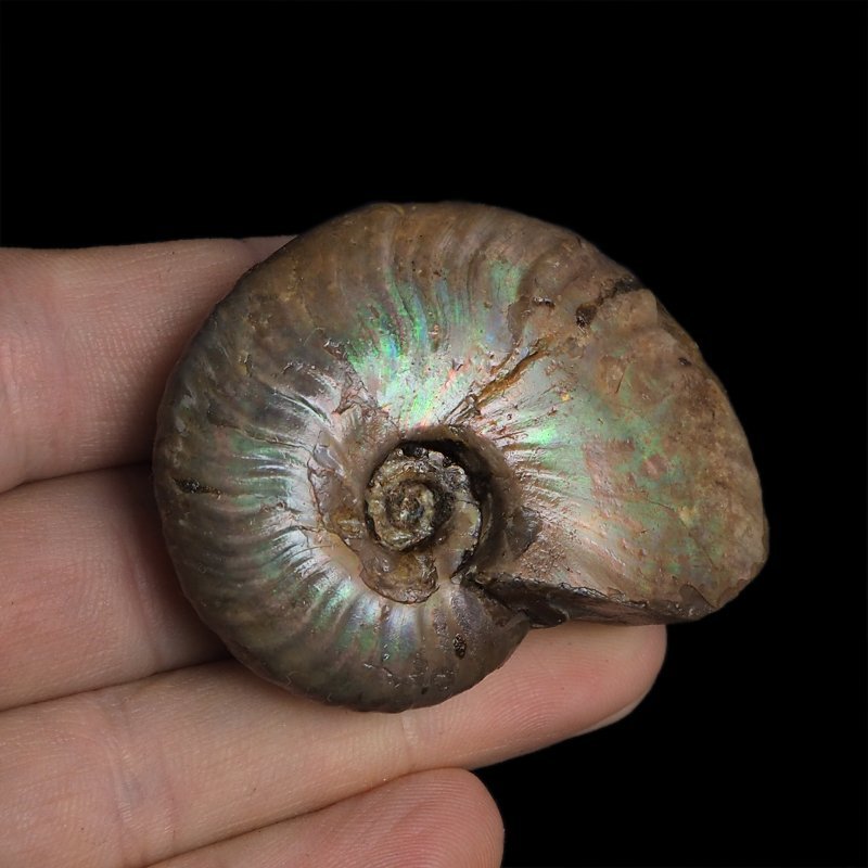 AMONIT Z OPALIZUJĄCĄ SKORUPĄ - 52 mm - 110 MLN LAT - MADAGASKAR