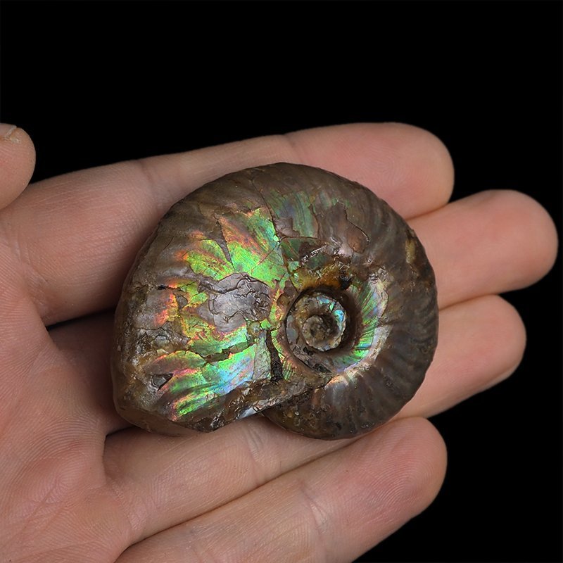 AMONIT Z OPALIZUJĄCĄ SKORUPĄ - 52 mm - 110 MLN LAT - MADAGASKAR