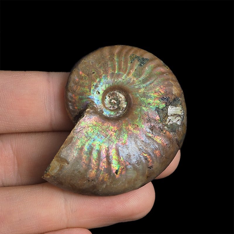 AMONIT Z OPALIZUJĄCĄ SKORUPĄ - 47 mm - 110 MLN LAT - MADAGASKAR