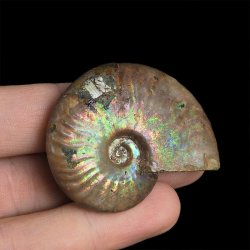 AMONIT Z OPALIZUJĄCĄ SKORUPĄ - 47 mm - 110 MLN LAT - MADAGASKAR