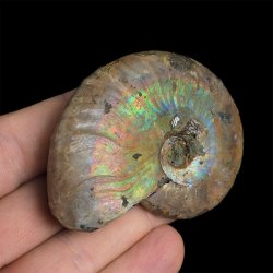 AMONIT Z OPALIZUJĄCĄ SKORUPĄ - 62 mm - 110 MLN LAT - MADAGASKAR