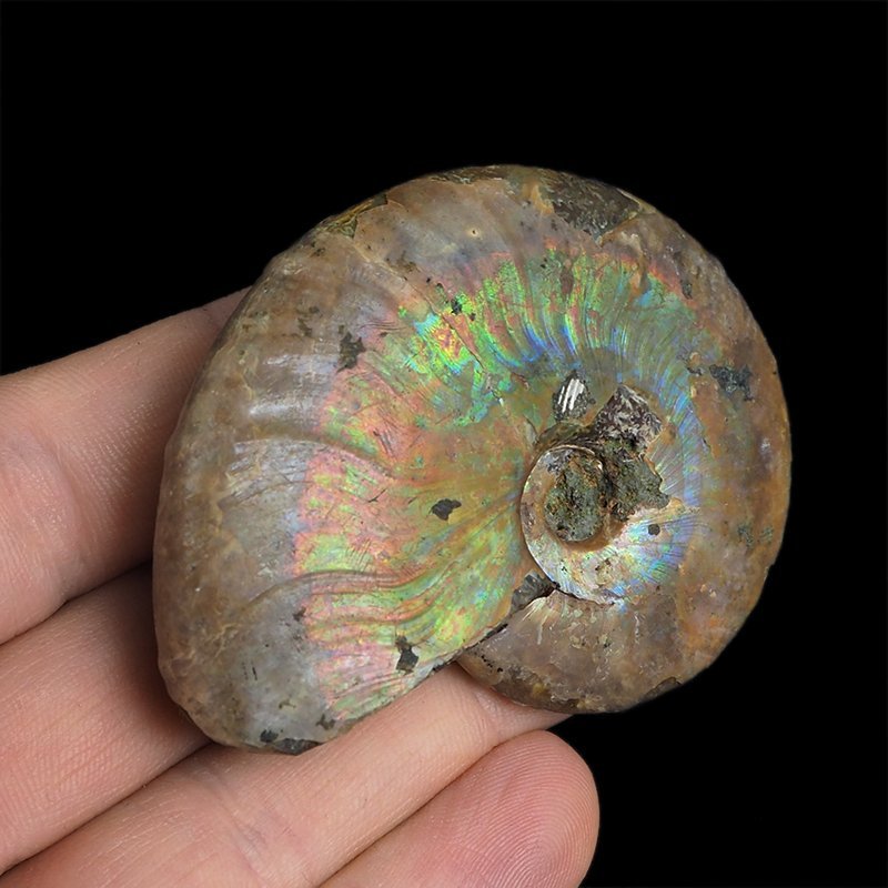 AMONIT Z OPALIZUJĄCĄ SKORUPĄ - 62 mm - 110 MLN LAT - MADAGASKAR