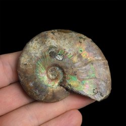 AMONIT Z OPALIZUJĄCĄ SKORUPĄ - 62 mm - 110 MLN LAT - MADAGASKAR