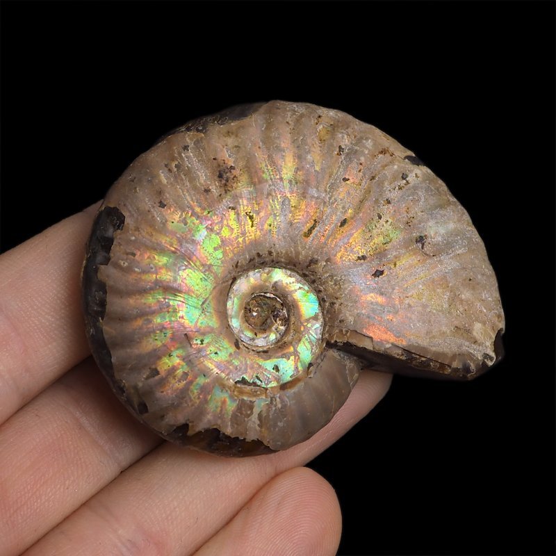 AMONIT Z OPALIZUJĄCĄ SKORUPĄ - 60 mm - 110 MLN LAT - MADAGASKAR