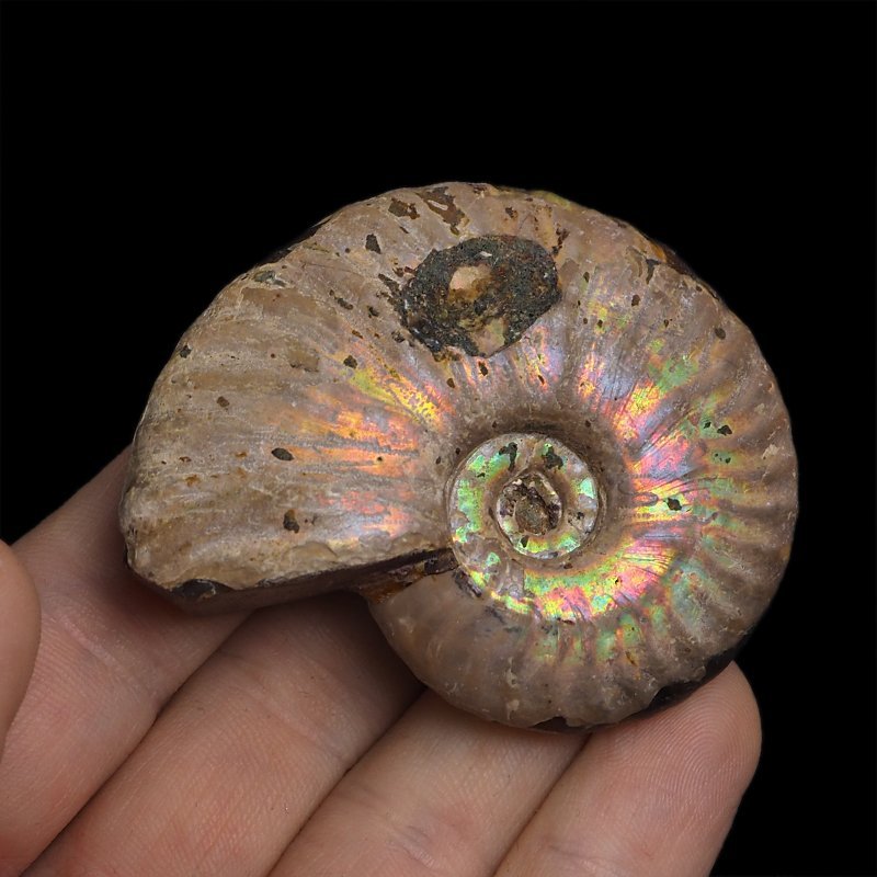 AMONIT Z OPALIZUJĄCĄ SKORUPĄ - 60 mm - 110 MLN LAT - MADAGASKAR