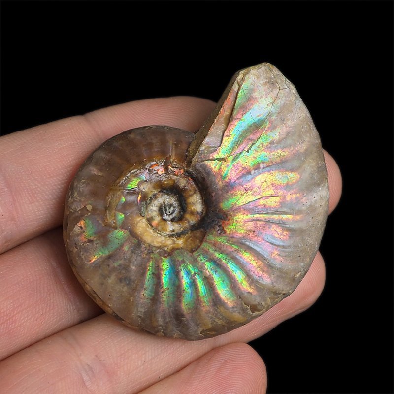 AMONIT Z OPALIZUJĄCĄ SKORUPĄ - 52 mm - 110 MLN LAT - MADAGASKAR