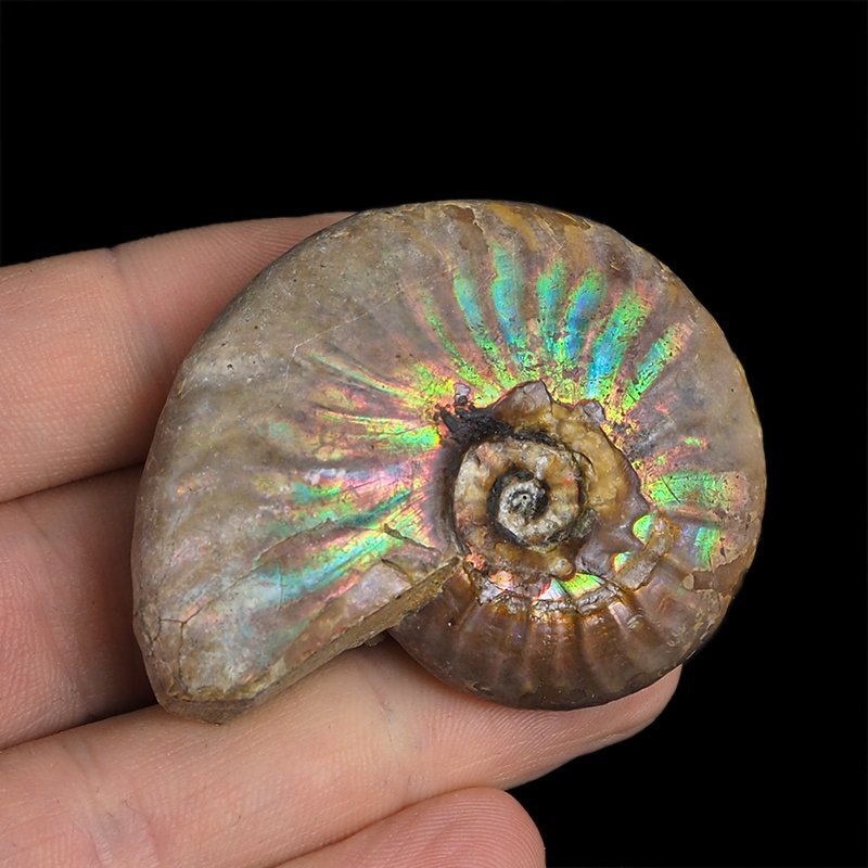 AMONIT Z OPALIZUJĄCĄ SKORUPĄ - 52 mm - 110 MLN LAT - MADAGASKAR
