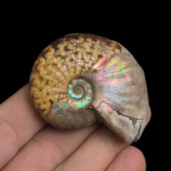 AMONIT Z OPALIZUJĄCĄ SKORUPĄ - 52 mm - 110 MLN LAT - MADAGASKAR