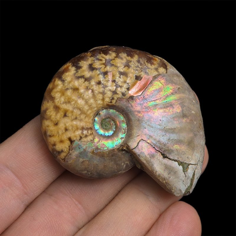 AMONIT Z OPALIZUJĄCĄ SKORUPĄ - 52 mm - 110 MLN LAT - MADAGASKAR