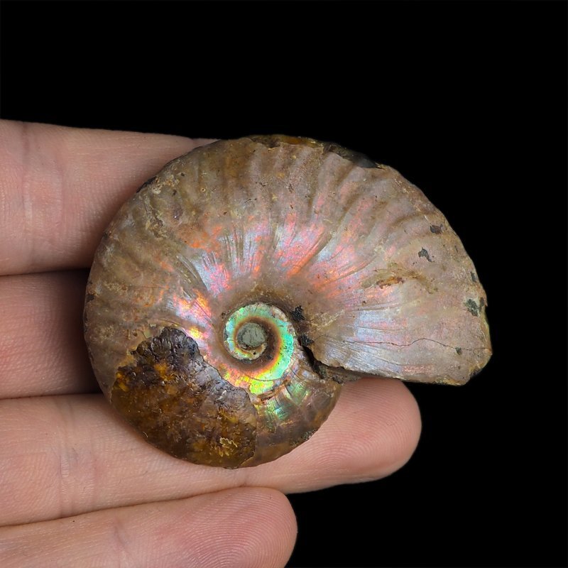 AMONIT Z OPALIZUJĄCĄ SKORUPĄ - 54 mm - 110 MLN LAT - MADAGASKAR