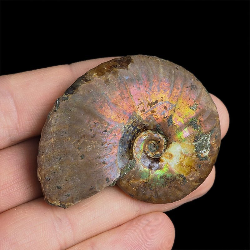 AMONIT Z OPALIZUJĄCĄ SKORUPĄ - 54 mm - 110 MLN LAT - MADAGASKAR