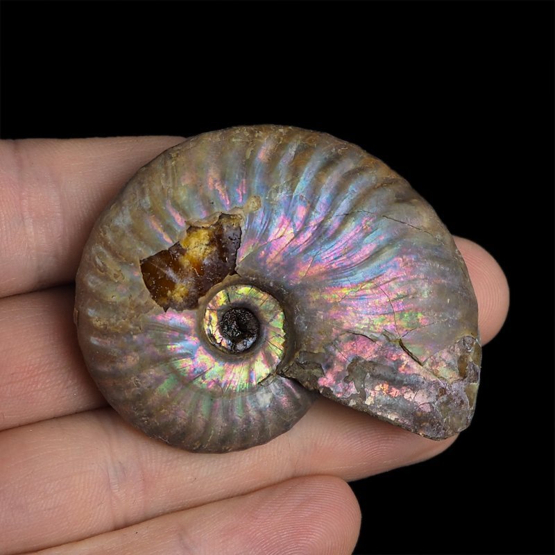 AMONIT Z OPALIZUJĄCĄ SKORUPĄ - 54 mm - 110 MLN LAT - MADAGASKAR