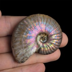 AMONIT Z OPALIZUJĄCĄ SKORUPĄ - 54 mm - 110 MLN LAT - MADAGASKAR