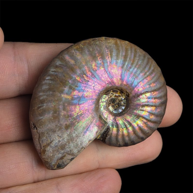AMONIT Z OPALIZUJĄCĄ SKORUPĄ - 54 mm - 110 MLN LAT - MADAGASKAR