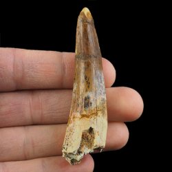 SKAMIENIAŁY ZĄB DINOZAURA Spinosaurus aegyptiacus - KREDA GÓRNA (CENOMAN) - ok. 95-100 mln lat