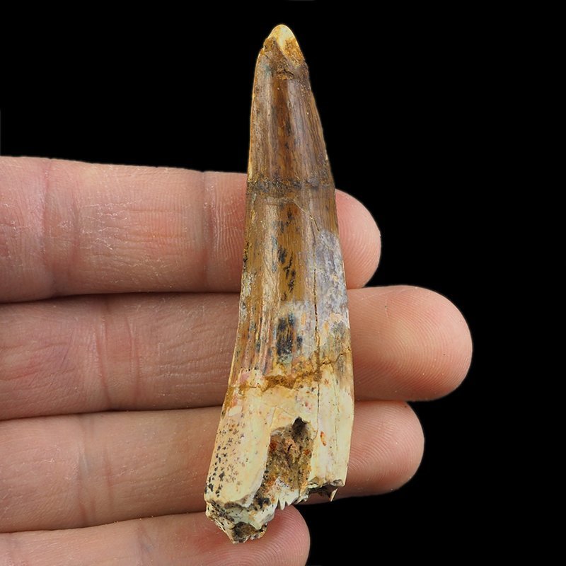 SKAMIENIAŁY ZĄB DINOZAURA Spinosaurus aegyptiacus - KREDA GÓRNA (CENOMAN) - ok. 95-100 mln lat
