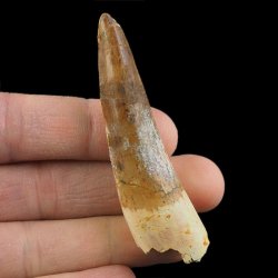 SKAMIENIAŁY ZĄB DINOZAURA Spinosaurus aegyptiacus - KREDA GÓRNA (CENOMAN) - ok. 95-100 mln lat
