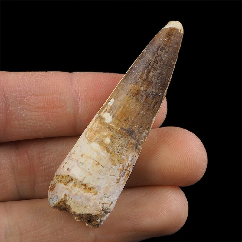 SKAMIENIAŁY ZĄB DINOZAURA Spinosaurus aegyptiacus - KREDA GÓRNA (CENOMAN) - ok. 95-100 mln lat