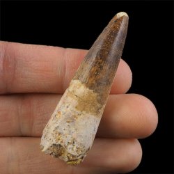 SKAMIENIAŁY ZĄB DINOZAURA Spinosaurus aegyptiacus - KREDA GÓRNA (CENOMAN) - ok. 95-100 mln lat