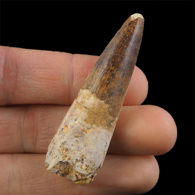 SKAMIENIAŁY ZĄB DINOZAURA Spinosaurus aegyptiacus - KREDA GÓRNA (CENOMAN) - ok. 95-100 mln lat