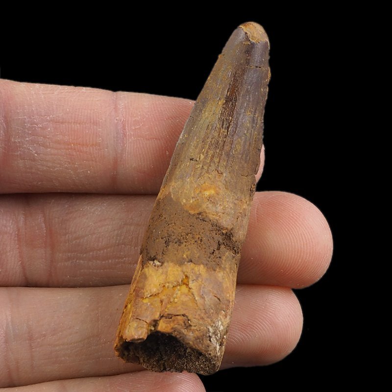SKAMIENIAŁY ZĄB DINOZAURA Spinosaurus aegyptiacus - KREDA GÓRNA (CENOMAN) - ok. 95-100 mln lat