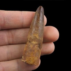 SKAMIENIAŁY ZĄB DINOZAURA Spinosaurus aegyptiacus - KREDA GÓRNA (CENOMAN) - ok. 95-100 mln lat