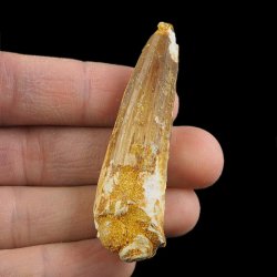 SKAMIENIAŁY ZĄB DINOZAURA Spinosaurus aegyptiacus - KREDA GÓRNA (CENOMAN) - ok. 95-100 mln lat