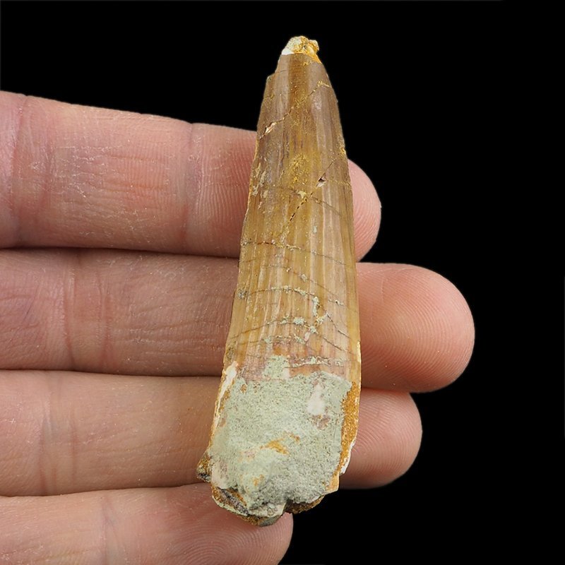 SKAMIENIAŁY ZĄB DINOZAURA Spinosaurus aegyptiacus - KREDA GÓRNA (CENOMAN) - ok. 95-100 mln lat