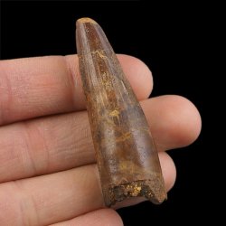 SKAMIENIAŁY ZĄB DINOZAURA Spinosaurus aegyptiacus - KREDA GÓRNA (CENOMAN) - ok. 95-100 mln lat