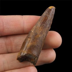 SKAMIENIAŁY ZĄB DINOZAURA Spinosaurus aegyptiacus - KREDA GÓRNA (CENOMAN) - ok. 95-100 mln lat