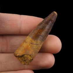 SKAMIENIAŁY ZĄB DINOZAURA Spinosaurus aegyptiacus - KREDA GÓRNA (CENOMAN) - ok. 95-100 mln lat