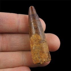 SKAMIENIAŁY ZĄB DINOZAURA Spinosaurus aegyptiacus - KREDA GÓRNA (CENOMAN) - ok. 95-100 mln lat
