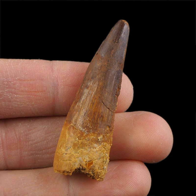 SKAMIENIAŁY ZĄB DINOZAURA Spinosaurus aegyptiacus - KREDA GÓRNA (CENOMAN) - ok. 95-100 mln lat
