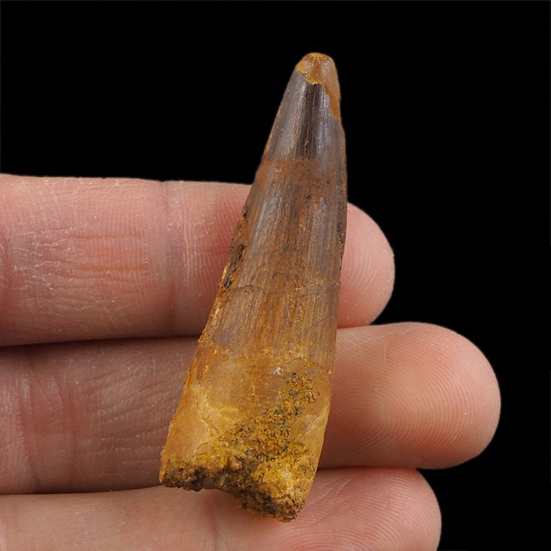 SKAMIENIAŁY ZĄB DINOZAURA Spinosaurus aegyptiacus - KREDA GÓRNA (CENOMAN) - ok. 95-100 mln lat