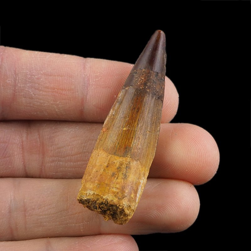 SKAMIENIAŁY ZĄB DINOZAURA Spinosaurus aegyptiacus - KREDA GÓRNA (CENOMAN) - ok. 95-100 mln lat