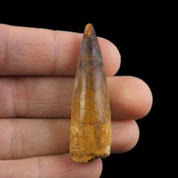 SKAMIENIAŁY ZĄB DINOZAURA Spinosaurus aegyptiacus - KREDA GÓRNA (CENOMAN) - ok. 95-100 mln lat