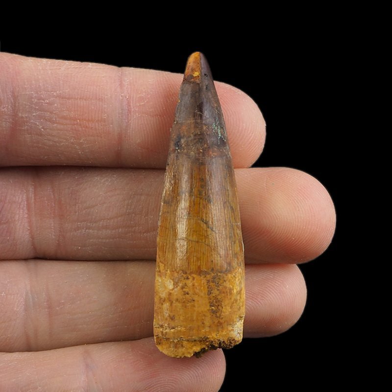SKAMIENIAŁY ZĄB DINOZAURA Spinosaurus aegyptiacus - KREDA GÓRNA (CENOMAN) - ok. 95-100 mln lat