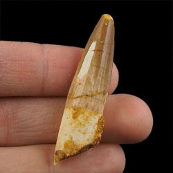 SKAMIENIAŁY ZĄB DINOZAURA Spinosaurus aegyptiacus - KREDA GÓRNA (CENOMAN) - ok. 95-100 mln lat