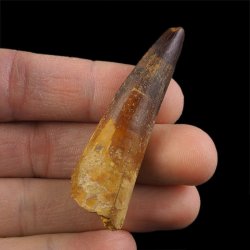 SKAMIENIAŁY ZĄB DINOZAURA Spinosaurus aegyptiacus - KREDA GÓRNA (CENOMAN) - ok. 95-100 mln lat