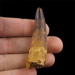 SKAMIENIAŁY ZĄB DINOZAURA Spinosaurus aegyptiacus - KREDA GÓRNA (CENOMAN) - ok. 95-100 mln lat