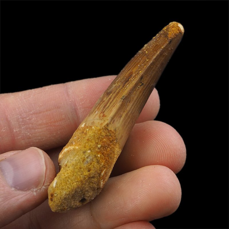 SKAMIENIAŁY ZĄB DINOZAURA Spinosaurus aegyptiacus - KREDA GÓRNA (CENOMAN) - ok. 95-100 mln lat