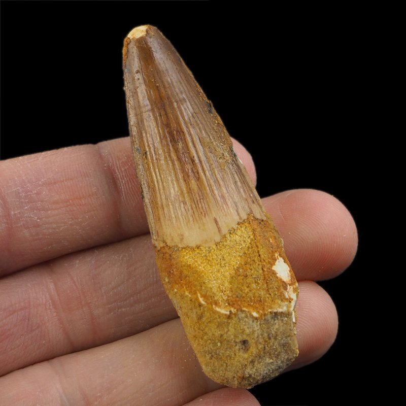 SKAMIENIAŁY ZĄB DINOZAURA Spinosaurus aegyptiacus - KREDA GÓRNA (CENOMAN) - ok. 95-100 mln lat