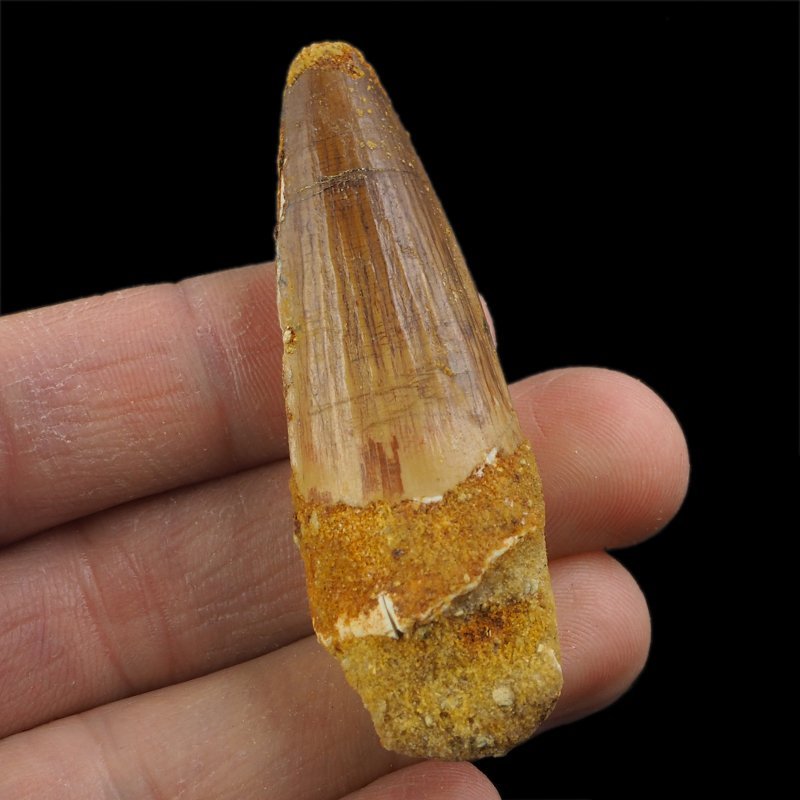 SKAMIENIAŁY ZĄB DINOZAURA Spinosaurus aegyptiacus - KREDA GÓRNA (CENOMAN) - ok. 95-100 mln lat