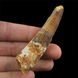SKAMIENIAŁY ZĄB DINOZAURA Spinosaurus aegyptiacus - KREDA GÓRNA (CENOMAN) - ok. 95-100 mln lat