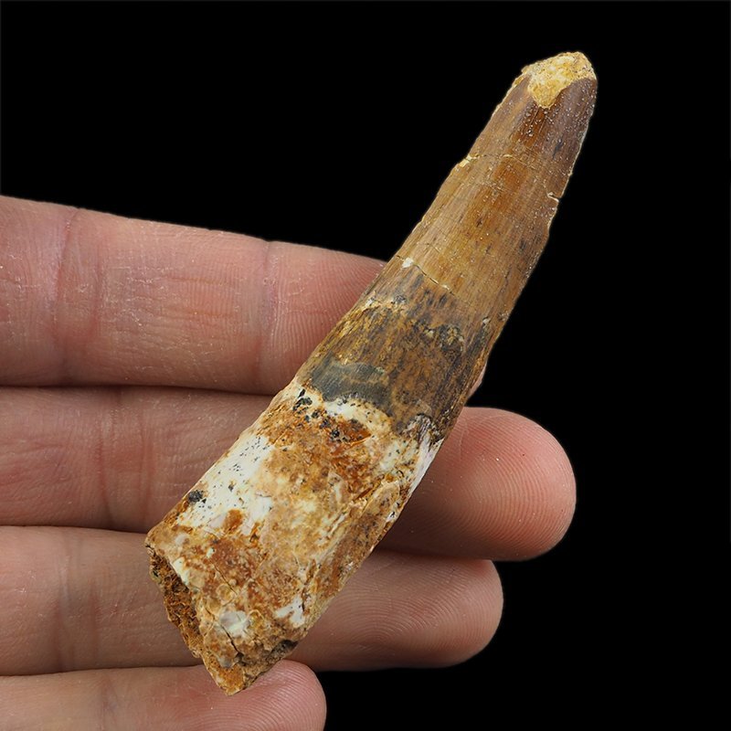 SKAMIENIAŁY ZĄB DINOZAURA Spinosaurus aegyptiacus - KREDA GÓRNA (CENOMAN) - ok. 95-100 mln lat